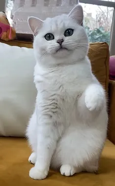 British Shorthair portrait