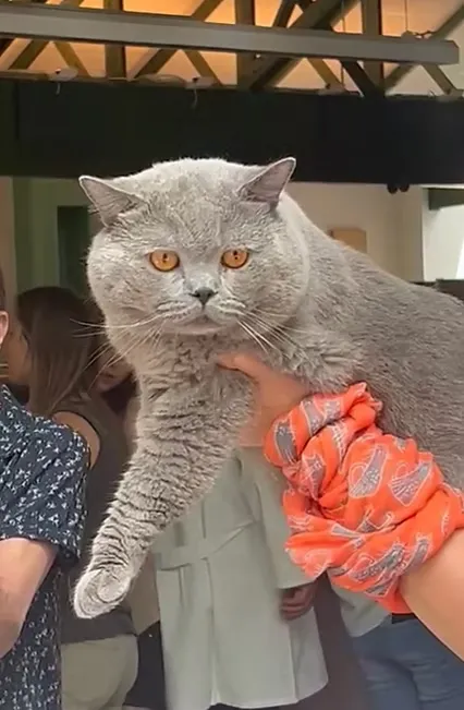 Supreme Champion Bartholomeus