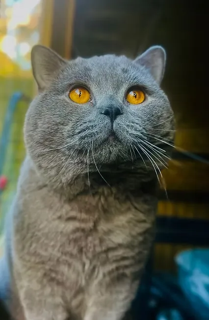 Supreme Champion Bartholomeus