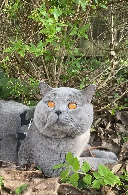 Supreme Champion Bartholomeus