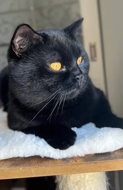 Supreme Champion Amandio House Of Ra