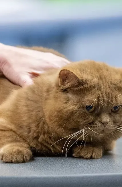 Grand International Champion Fashion Risk